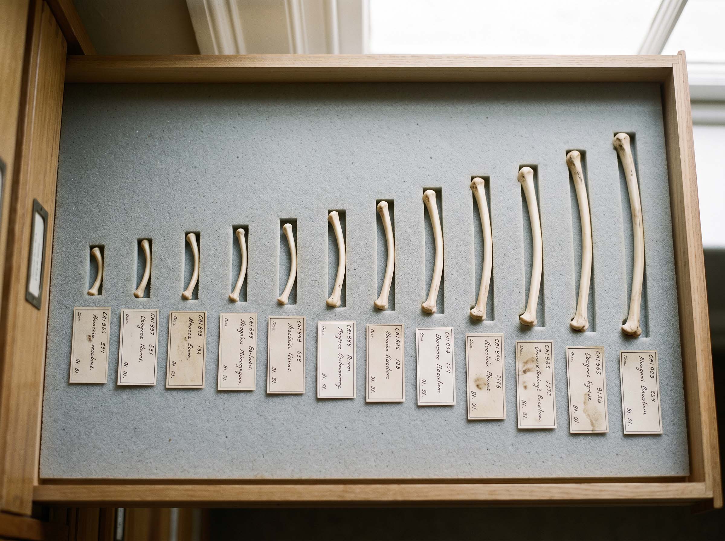 A natural history museum specimen drawer holding labeled mammal penis bones of varying sizes