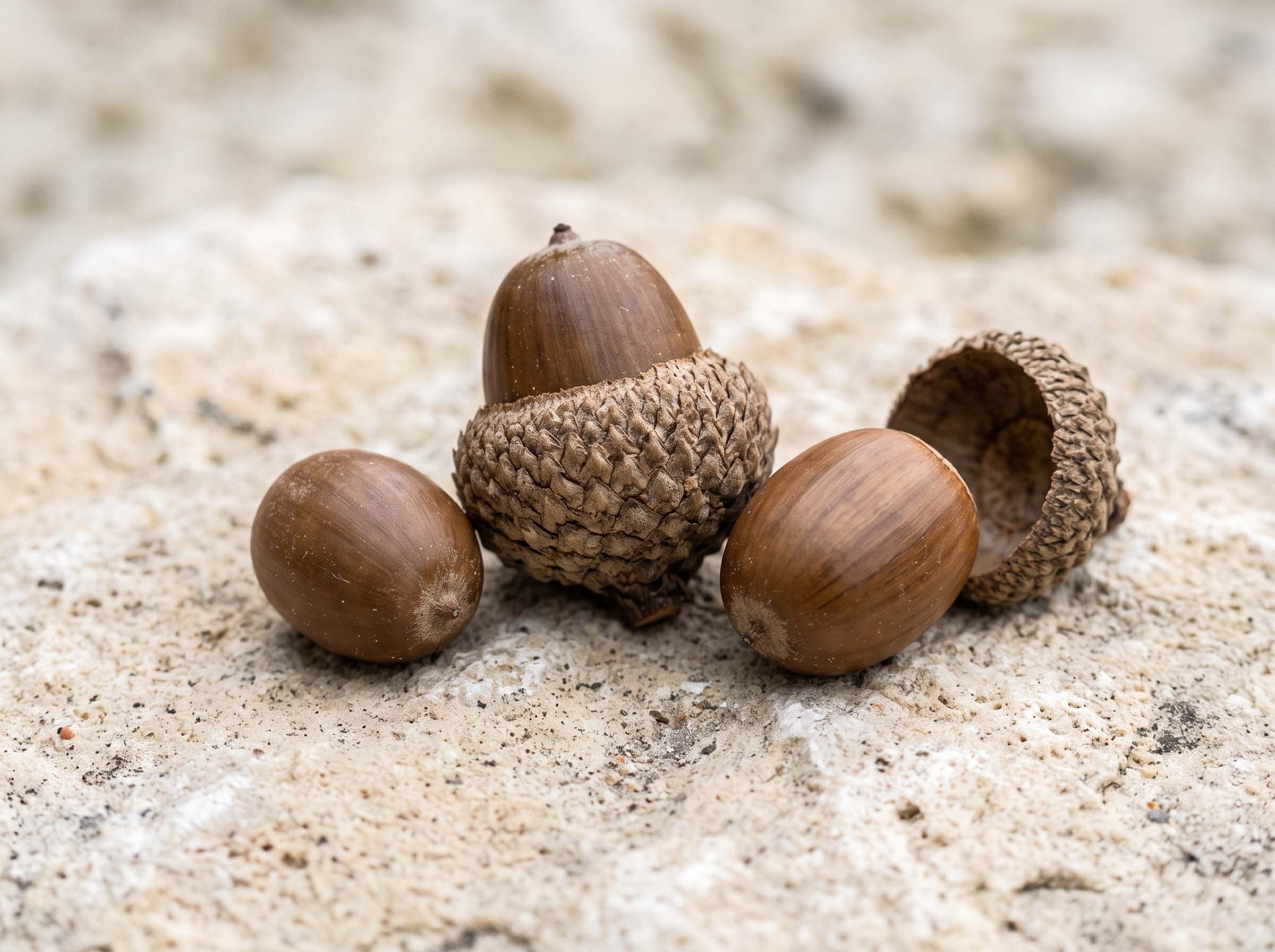 Three oak acorns resting on a pale stone surface in soft natural light