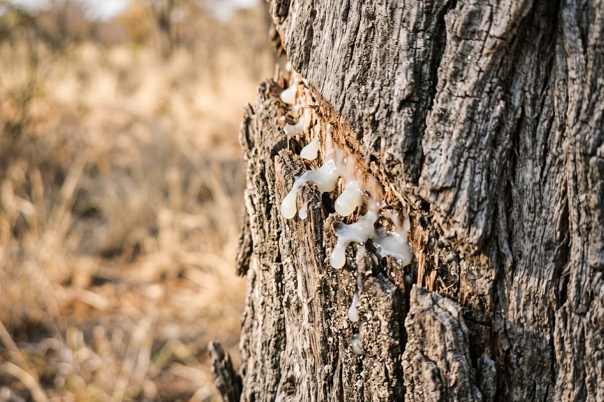 Close-up of pale sap beading on the cut bark of a tree in dry woodland