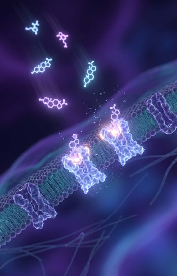 Scientific illustration showing hormone molecules binding to cellular receptors during human development.