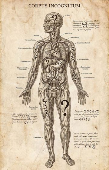 Curious anatomical facts and little-known body trivia illustration