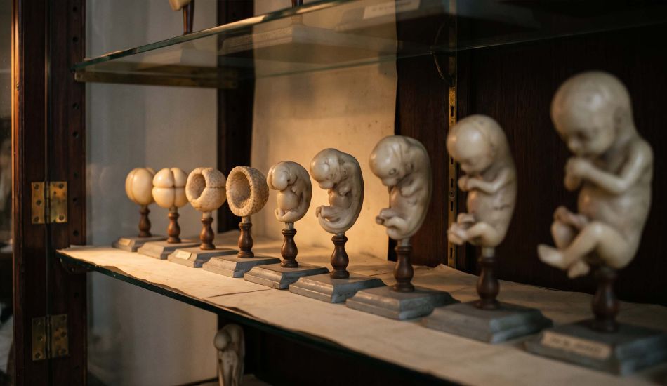 Nineteenth-century embryological teaching models arranged in sequence in a lit museum cabinet, illustrating stages of fetal development