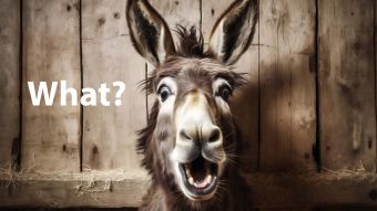Donkey surprised with his mouth open?