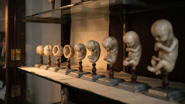 Nineteenth-century embryological teaching models arranged in sequence in a lit museum cabinet, illustrating stages of fetal development