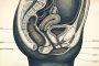 Professional anatomical diagram of the female reproductive system for educational purposes.